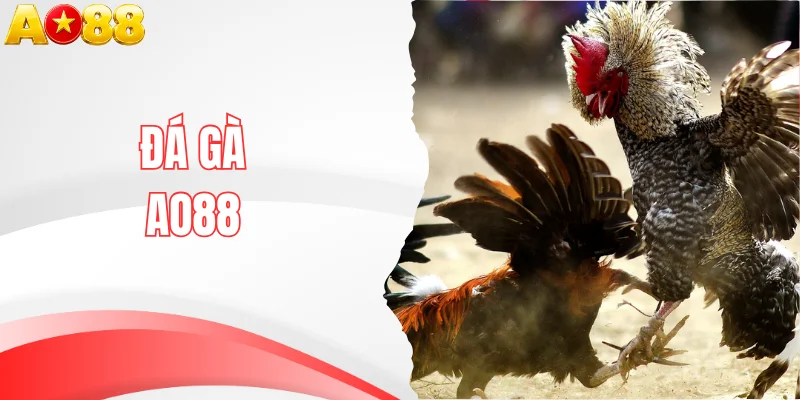 Đá Gà AO88 Trực Tiếp Live C1 C2 C3 C4 Thomo Campuchia