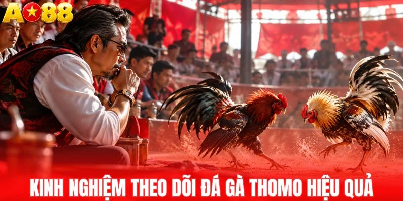 Mẹo theo dõi đá gà Thomo hiệu quả