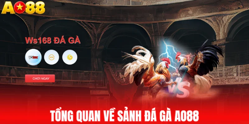 Tổng quan về sảnh đá gà AO88