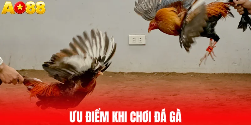 Ưu điểm khi chơi đá gà